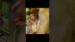 Giving birth monkey monkey puppy shortmonkeysanimal [upl. by Enoryt]