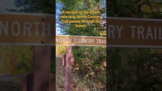 Hiawatha National Forest greatlakes upperpeninsula michigan forests [upl. by Atinuaj418]