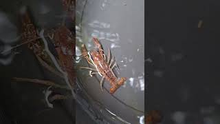 Cryfish  Redswamp and ghost clarkii crayfish clarkii ghost redswamp pair [upl. by Meares]