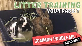 How To Toilet Train Your Rabbit  Solutions To Common Litter Training Problems [upl. by Anastase507]