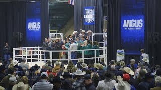 The Angus Report January 22 2018 NWSS Angus Bull Sale [upl. by Wendell]