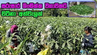 බණ්ඩක්කා හිටවන්න කලින් දැන ගන්නම ඕන කරුණු  bandakka wagawa  Cultivation of okra  බණ්ඩක්කා වගාව [upl. by Eelyk321]