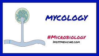 Introduction to Mycology  Microbiology [upl. by Shaum584]