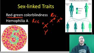 Mendelian Inheritance in humans [upl. by Fadil]