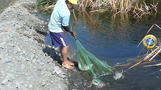 Mira Cómo este Hombre pesca tremendas tilapias con atarraya [upl. by Rosemarie406]