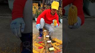 Essential Tools for Rural Farmer  Amazing Corn Seed Peeling 🌽🌽 Tools shirts satisfying tools [upl. by Antoine524]