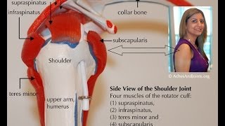 Rotator Cuff Treatment amp RepairShoulder replacementTorn Rotator Cuff Symptoms [upl. by Gruver]