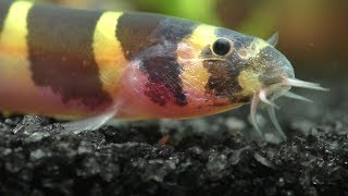 How To Care For Your Kuhli Loaches [upl. by Aleacim]