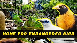 Building The Aviary for Endangered and Exotic Birds  1st Eps [upl. by Hanauq]