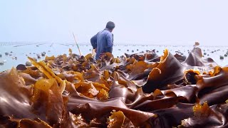 The Life Cycle of Kelp  Modern Farming and Production of Kelp [upl. by Eenwat840]