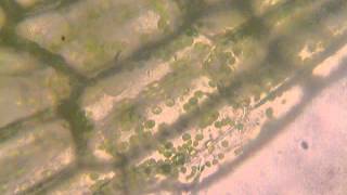 Chloroplastenbewegung bei Wasserpest Elodea [upl. by Celtic]