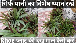 Rhoeo plant care and propagation Rhoeo प्लांट की देखभाल कैसे करें [upl. by Randell]