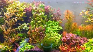 Planted Tank in Cartimar [upl. by Acimaj176]