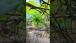 Grapes 🍇 🥰 grapetree grape shorts viralreels fyp [upl. by Onitnas]