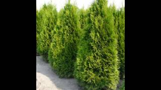 Thuja occidentalis smaragd  Thuya du canada smaragd  Plantes haies [upl. by Aihsei]