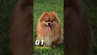 Orígenes de la raza pomerania perrosalegres [upl. by Ellebana282]