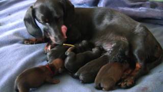 Dachshund  5th Puppy Birth [upl. by Niknar630]