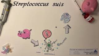 La bactérie Streptococcus suis  le fléau des porcelets [upl. by Tayib]