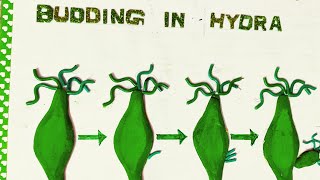 MODEL OF BUDDING IN HYDRA WITH THERMOCOL PLATES AND ELECTRIC WIRE Class 8th L9 NCERT [upl. by Regni]