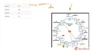 Mineral activator of enzyme aconitase is [upl. by Eliathas]