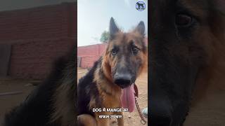 Best treatment of Mange in Dogs  Demodicosis treatment in dogs youtubeshorts pets doglover [upl. by Map]