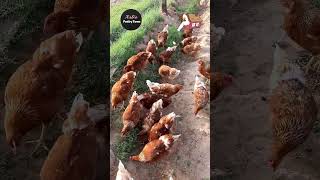 Pecking Hens Luhman Brown  Free Range Poultry Farming [upl. by Recnal]