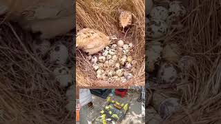 Quail bird laying egg quaileggs quail bird birdegg youtubeshorts shorts shortfeed [upl. by Willing834]