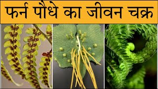 life cycle of fern in Hindi Nephrolepies life cycle  फर्न जीवन चक्रfern reproduction in hindi [upl. by Ase]