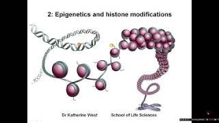 Introduction to epigenetics and histone modifications [upl. by Gonzales]