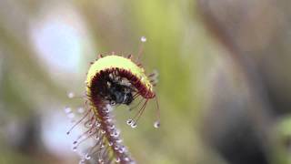 Sundew catches and folds over fly [upl. by Josias425]