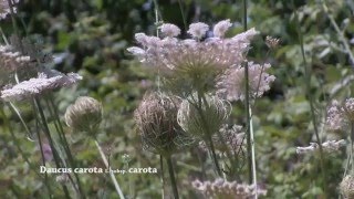 Daucus carota [upl. by Michaela]