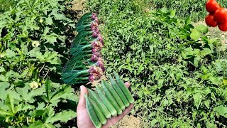 Intercropping Farming  Multi Crops Farming Of tomatoes onions Okra and bush beans [upl. by Lewison589]