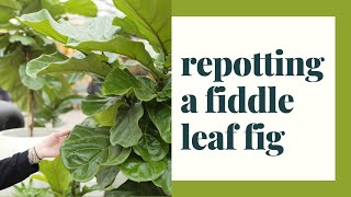 Repotting a Fiddle Leaf Fig [upl. by Eppillihp]