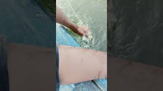 fishing fiish beachfishing fish filefish carpfishing fihing carp fiahing videogama [upl. by Ateekram813]