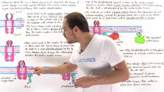 Insulin Signal Transduction Pathway [upl. by Euqinemod]