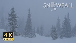 4K Snowfall  Peaceful Snowing  Snow Falling  Relaxing Winter Video  Ultra HD  2160p [upl. by Lennon]