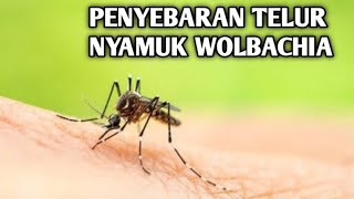 Penyebaran Nyamuk Wolbachia [upl. by Anialram]