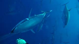 Riding Giant Bluefin Tuna [upl. by Eenat]