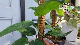 Monstera Karstenianum Peru Ornamental Plants [upl. by Octavie608]