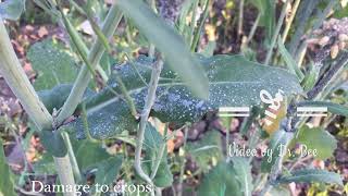 Aphids attack on Brassica [upl. by Siugram]