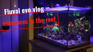 fluval evo 135 vlog mixed reef [upl. by Enra]