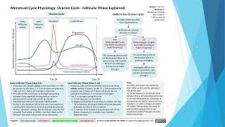 Female Reproductive Anatomy and Ovarian Cycle [upl. by Geithner]