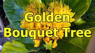 Golden Bouquet Tree  Deplanchea tetraphylla HD Video 01 [upl. by Howarth319]