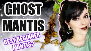 BEST BEGINNER MANTISGHOST MANTIS CARE [upl. by Ainevuol]