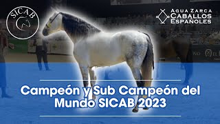 Los 6 Mejores Caballos de Pura Raza Española del Mundo en 2023 [upl. by Annig]