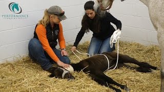 Madigan Squeeze on Neonatal MalAdjusted Red Bag Foal [upl. by Airemahs682]