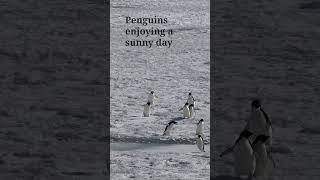 Adelie Penguins running across the sea ice at Ross sea [upl. by Dore]