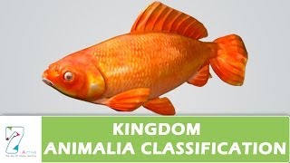 Kingdom Animalia Classification [upl. by Kassie]