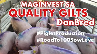 PIGLETS PRODUCTION  PIG FARMING BUSINESSNEGOSYO PHILIPPINES [upl. by Clellan]