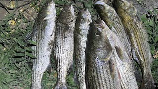 Sacramento Fishing 7 Striped Bass in 3 Hours Of Fishing 🔥🔥🔥 [upl. by Folger]